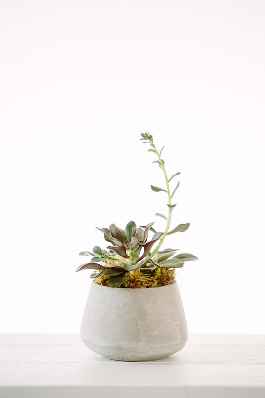 Three Simple Tips for Growing Succulents Indoors