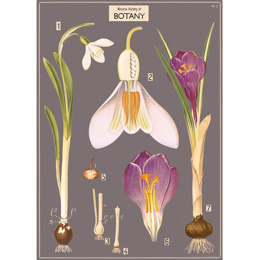 Botany Chart Poster Wrap