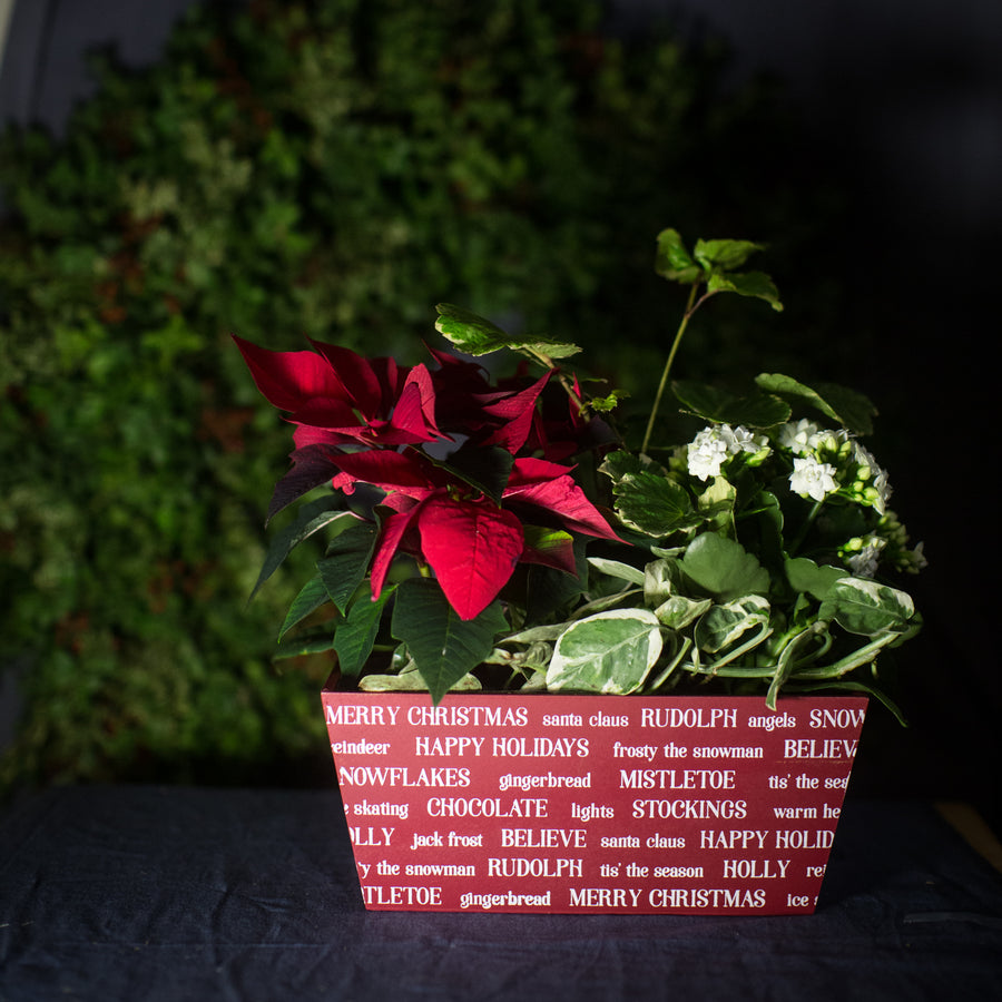 Holiday Words Mixed Christmas Planter 11x6”