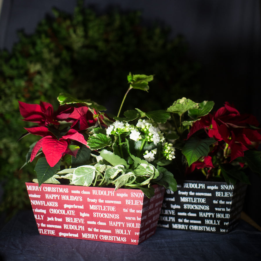 Holiday Words Mixed Christmas Planter 11x6”
