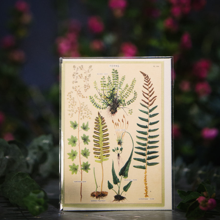 “Ferns” Card