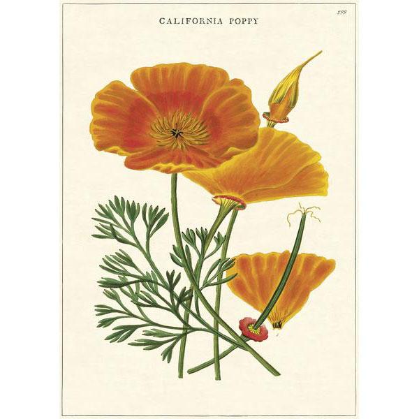 California Poppy Wrap
