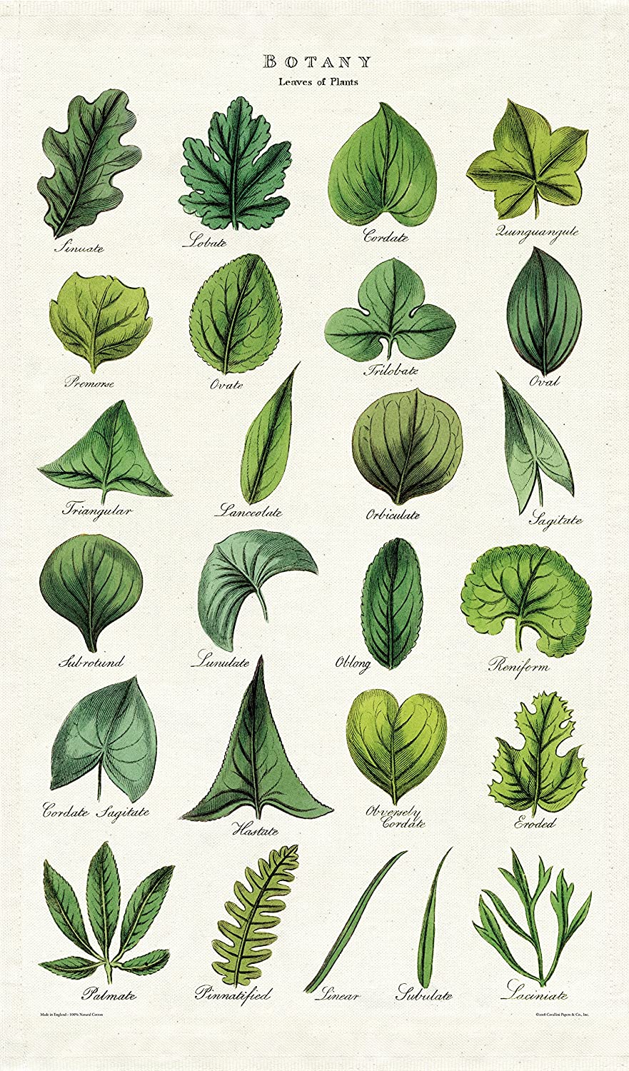 Botany- Leaves of Plants Poster Wrap