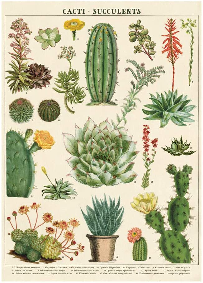 Cacti Succulents Poster Wrap