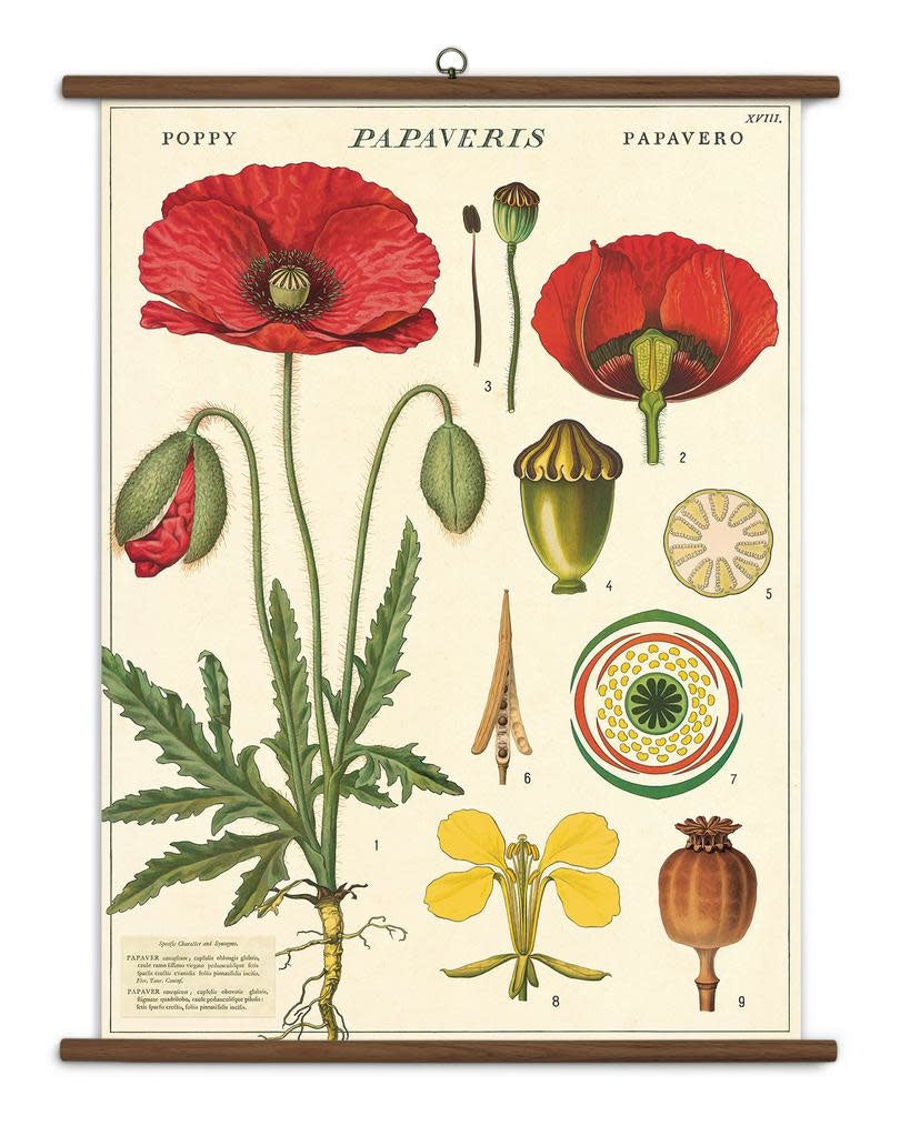 Botany Vintage School Chart