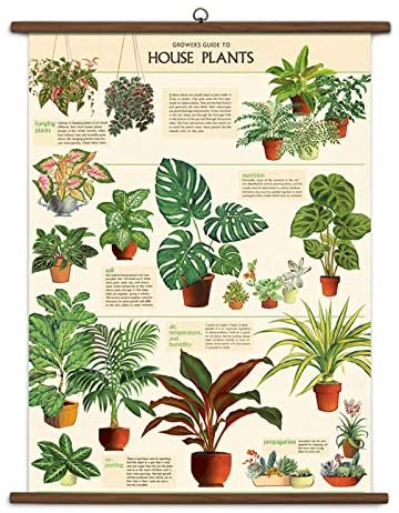 House Plants Vintage School Chart