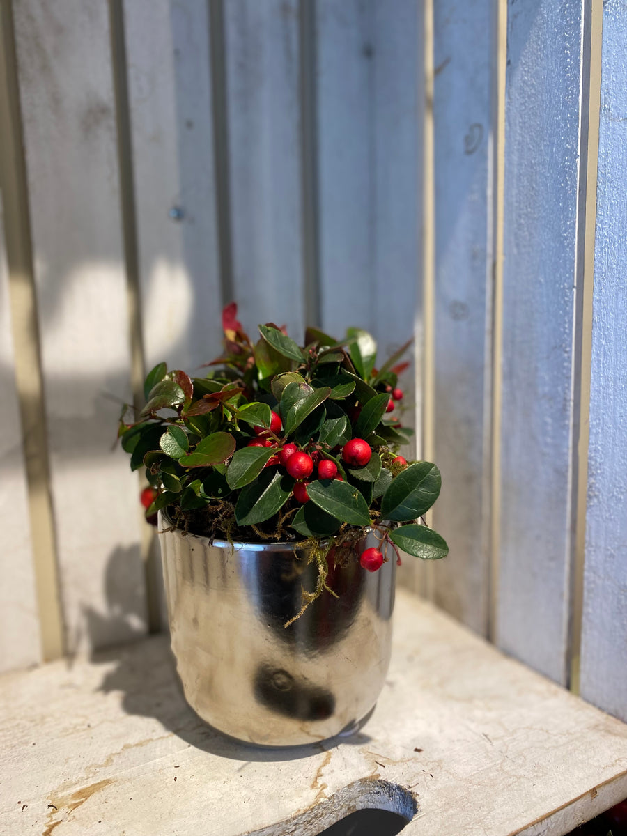 Winter berry in cute pot