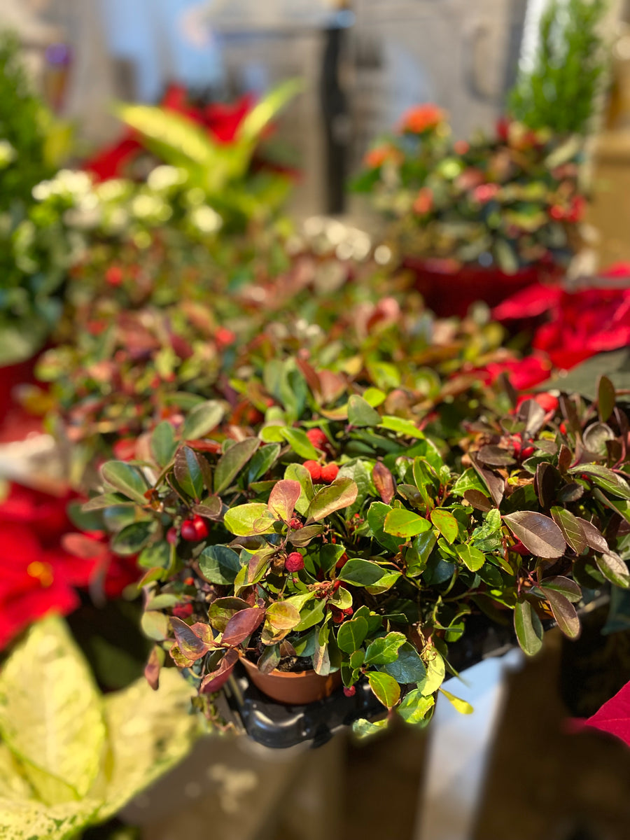Winter berry in cute pot
