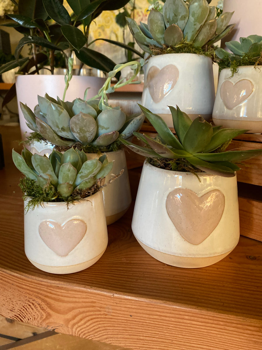 2.5 inch succulent in ceramic heart pot (small)