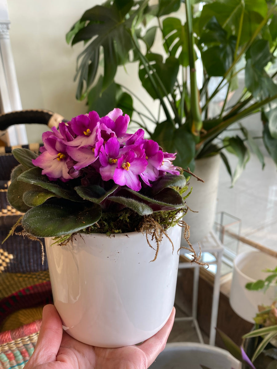 African violet in small ceramic white pot