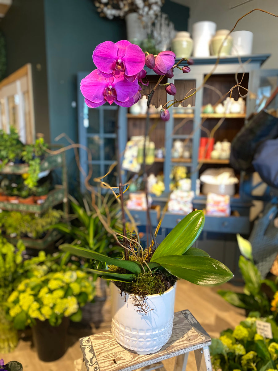 Purple potted Orchid