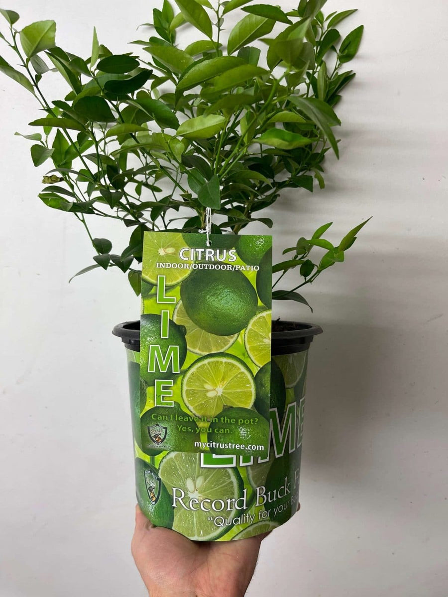 1 Gallon Lime Plant