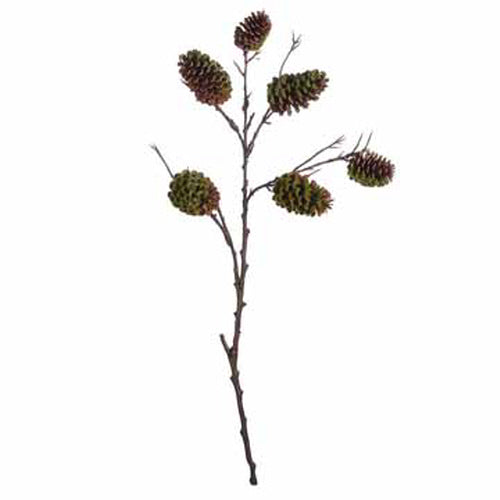 Mossy pinecone branch